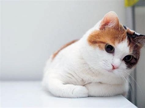 🔥 50 Cute Cat Wallpapers For Ipad Wallpapersafari