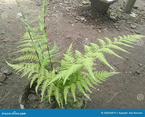 Ferns Class Polypodiopsida A Class Of Non Flowering Vascular Plants