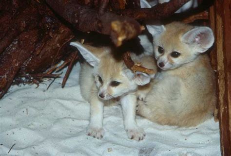 Fennec Fox - Fox Photo (24576547) - Fanpop