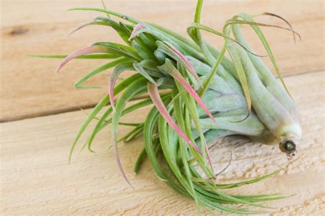 Tillandsia Victoriana Air Plants – Air Plant Shop