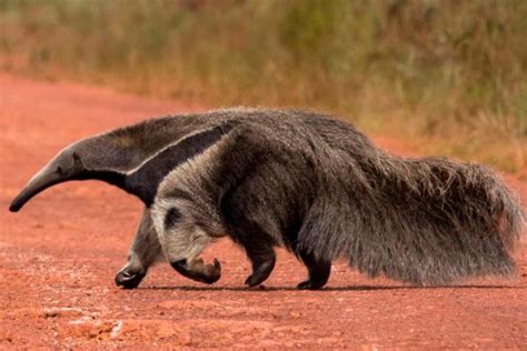 Corrientes La Población De Osos Hormigueros Se Consolida En Los