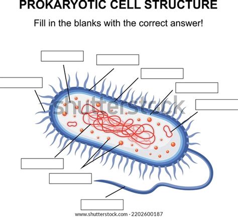 421 Prokaryotic Diagram Stock Vectors and Vector Art | Shutterstock