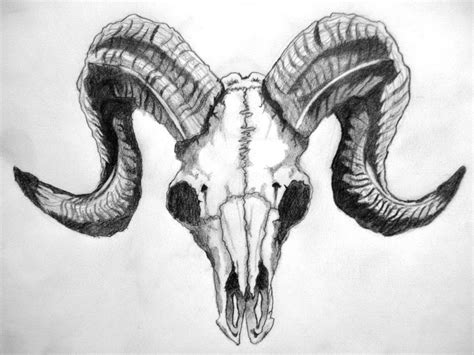 Skull art drawing, Animal skull tattoos, Ram skull