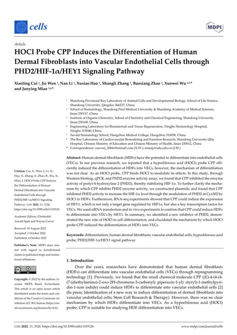 Pdf Hoci Probe Cpp Induces The Differentiation Of Human Dermal