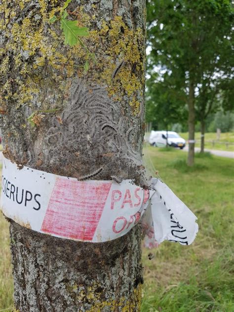 Wat Doe Je Met Een Nest Van De Eikenprocessierups Meerlanden