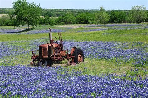 See Why Texas Chose The Bluebonnet As Its State Flower