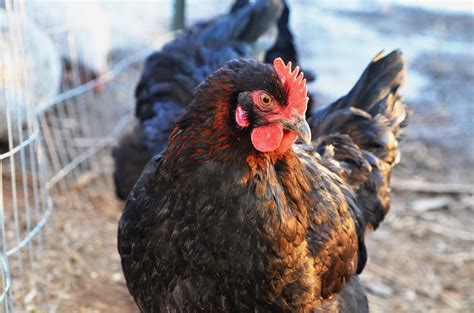 Black Copper Maran Pullet Tarbox Hollow Poultry