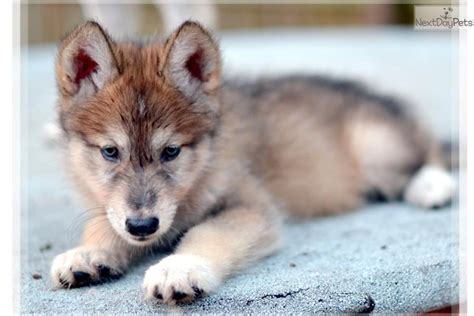 12 Wolf Puppies For Sale Stock – Pet My Favourite