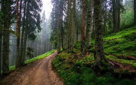 Green sod and trees, nature, landscape, dirt road, forest HD wallpaper ...