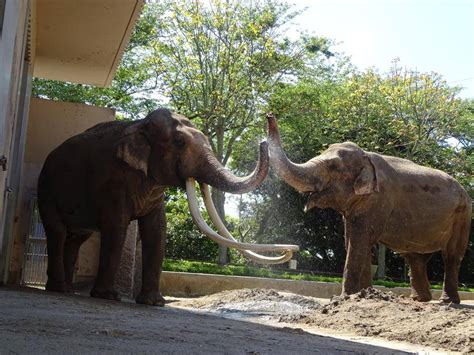 転がるゾウ、上からお湯が降るこぼれ話｜ブログ金沢動物園公式サイト｜公益財団法人 横浜市緑の協会