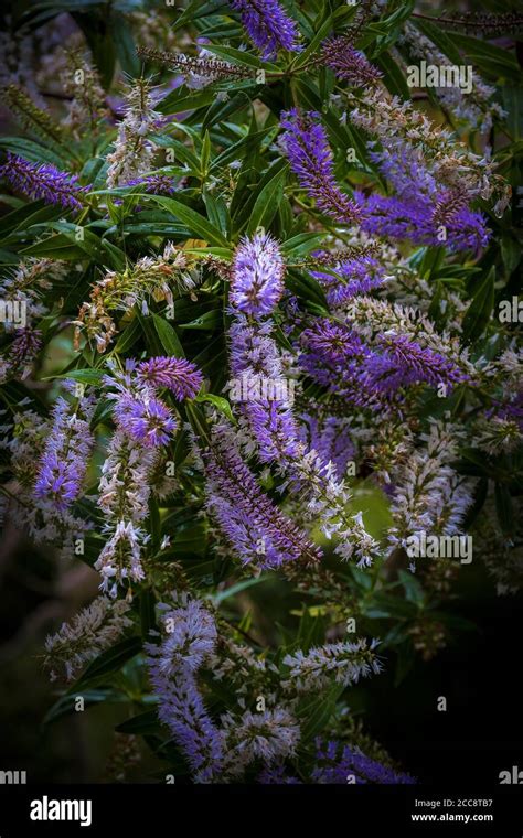 Hebe Shrubby Veronica Hi Res Stock Photography And Images Alamy