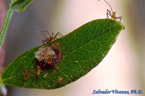 Hemiptera-Heteroptera-Reduviidae-Zelus nymphs (B) - Urban Programs - El ...