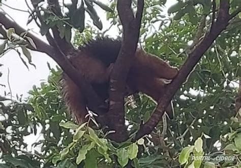 Tamandu Mirim Capturado Em Cima De Rvore Em Quer Ncia Do Norte