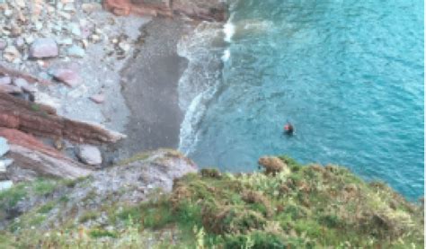 Dog Rescued After 150ft Cliff Fall The Devon Daily