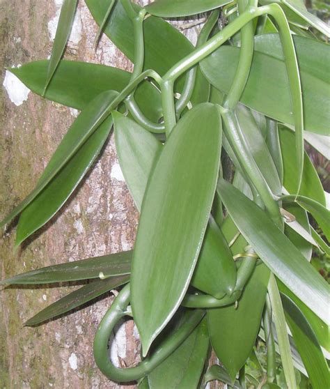 Vanilla planifolia (Commercial Vanilla, Flat Leaved Vanilla): Go Orchids