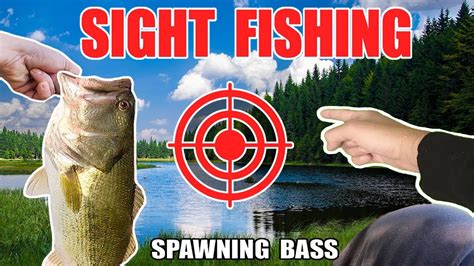 Texas Rig Fishing Spawning Bass Spring Bed Fishing How To Sight