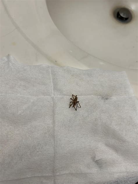 Brown Recluse? found inside, in North Carolina : r/spiderID