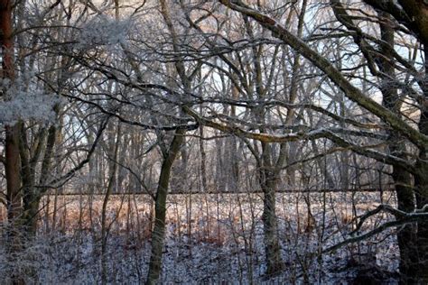 Free Images Tree Nature Forest Branch Snow Winter Sunlight