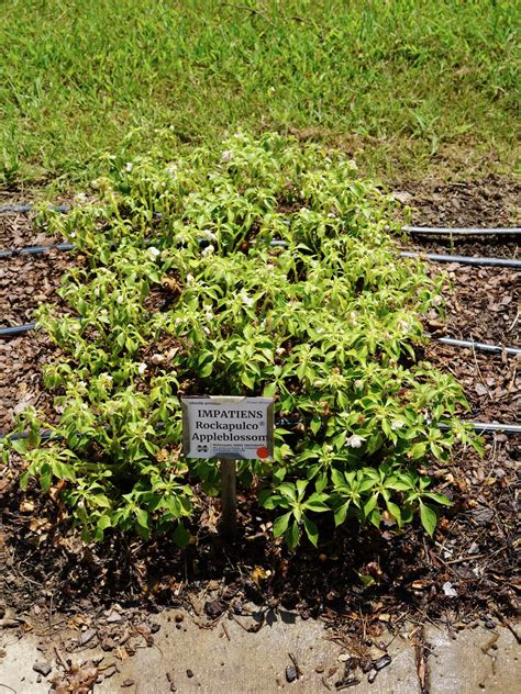 Impatiens Rockapulco Appleblossom Improved Truck Crops Trial Garden