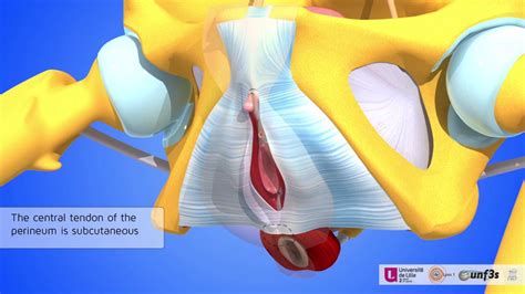 The central tendon of the perineum - YouTube