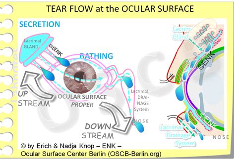 Glimpse On The Ocular Surface Ocular Surface Center Berlin