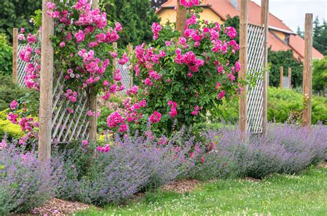 The Best Companion Plants For Roses