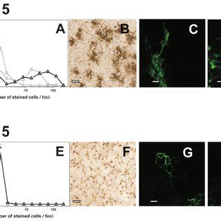 Staining Of VHSV Infected Cell Monolayers With Anti VHSV G Protein MAbs