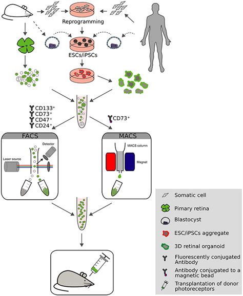 Frontiers Rebuilding The Missing Parta Review On Photoreceptor