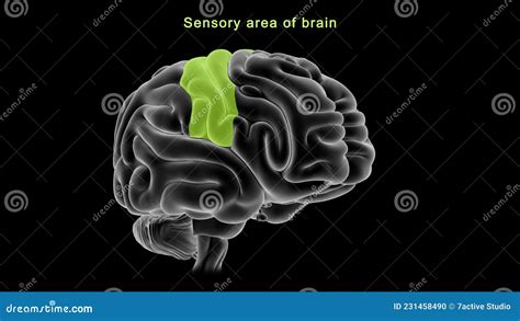 Sensory Area Of Human Brain Royalty-Free Stock Photo | CartoonDealer ...