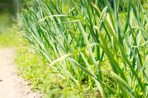 Garden onion in the garden. Onions grow on the bed 20726853 Stock Photo