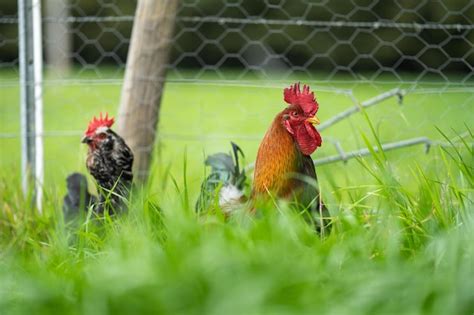 Premium Photo Chickens Hens And Chooks Grazing And Eating Grass On A