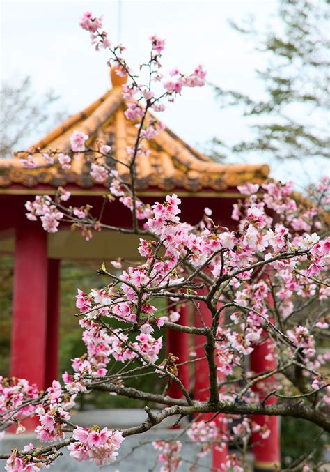 新北蒔花好綻－花見櫻花季：賞櫻景點