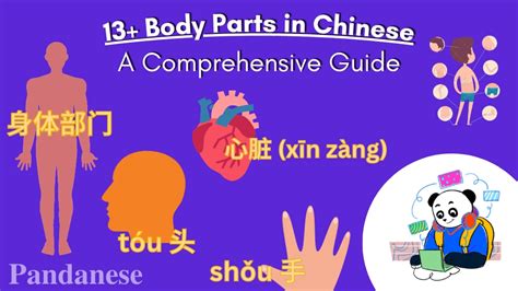 13 Body Parts In Chinese A Comprehensive Guide