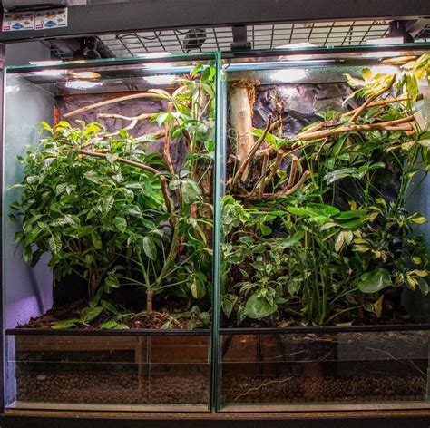 Everything You Need To Know About Creating the Perfect Chameleon Habitat