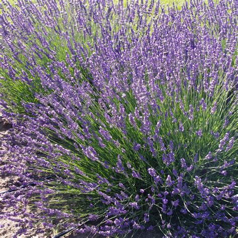 Lavande Phenomenal Niko Lavandula Intermedia Compacte Résistante