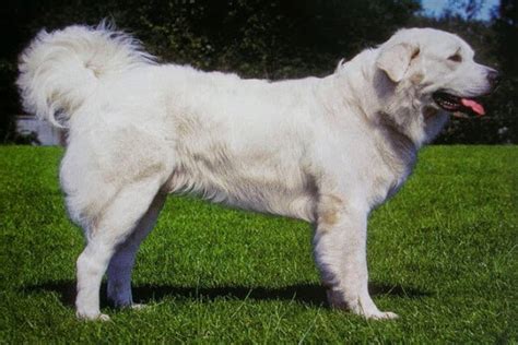 Raza Kuvasz Carácter Kuvasz Características Kuvasz