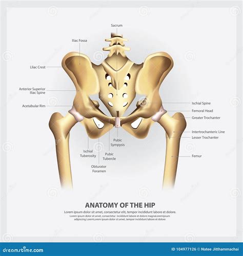 Human Anatomy of the Hip stock vector. Illustration of health - 104977126