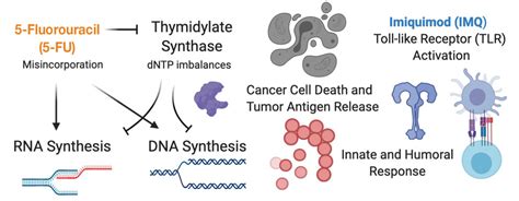 Cutaneous T Cell Lymphoma Treatment Case Series Of Combination Therapy