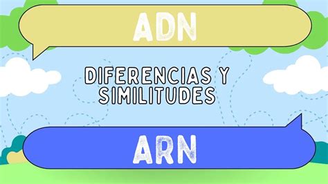 Diferencias Entre Adn Y Arn