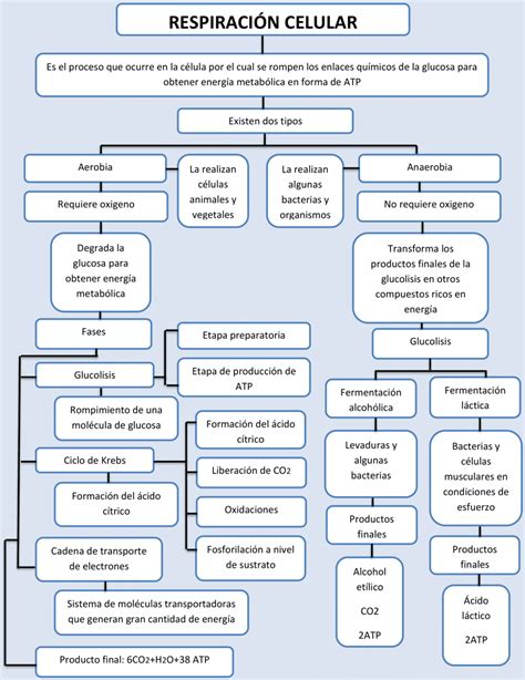 Mapas Conceptuales De La Respiraci N Celular Descargar 5616 The Best