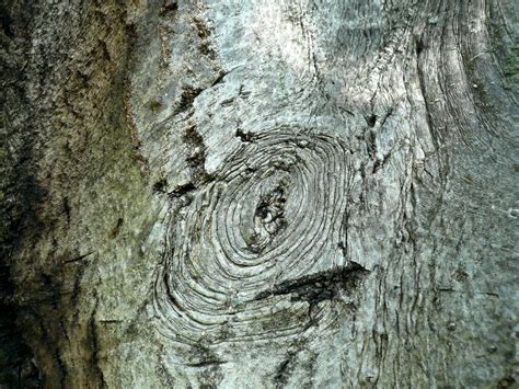 Images Gratuites Arbre La Nature Branche Plante Bois Texture