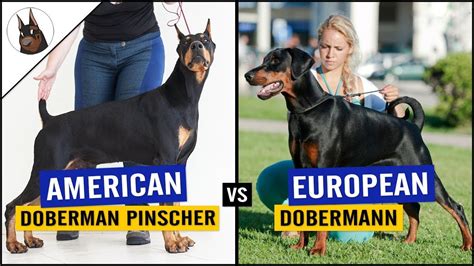 Doberman Size Comparison L Sanpiero