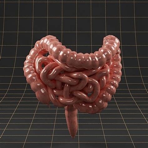 Anatomy Intestine D Model Cgtrader