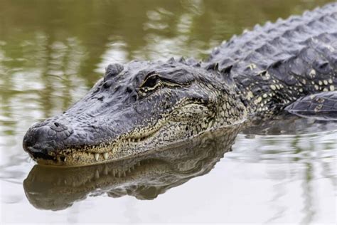 The Largest Alligator Population by State in 2024 - A-Z Animals