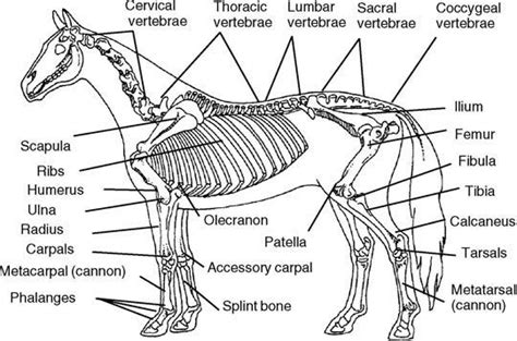 The Art Of Equine Skeletal And Muscular Systems Skeletal And