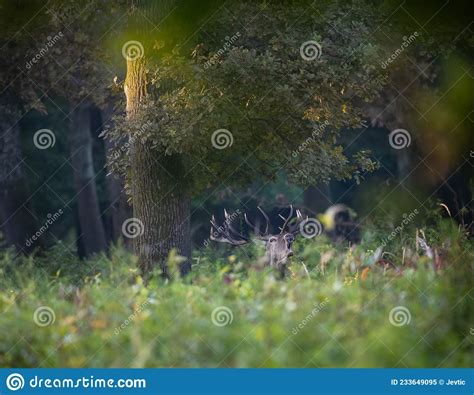 Red Deer Walking In Forest In Autumn Stock Image Image Of Serbia Autumn 233649095