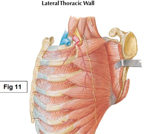 Msk Anatomy Lateral Thoracic Wall Deep View Diagram Quizlet The Best