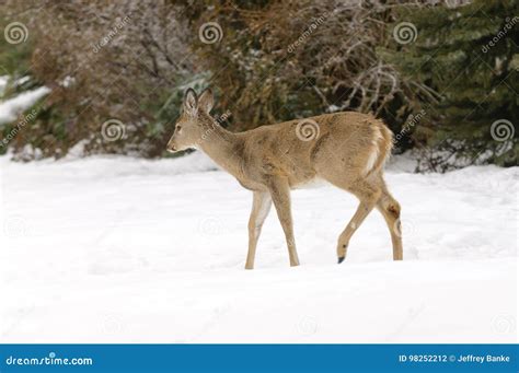 Whitetail fawn stock photo. Image of farmland, picturesque - 98252212