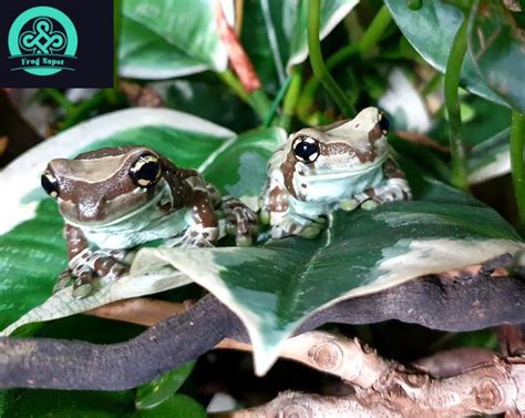 Amazon Milk Frog For Sale Captive Bred Reptiles For Sale From