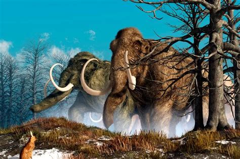 Woolly Mammoths Could Be Brought Back To Life As Scientists Begin